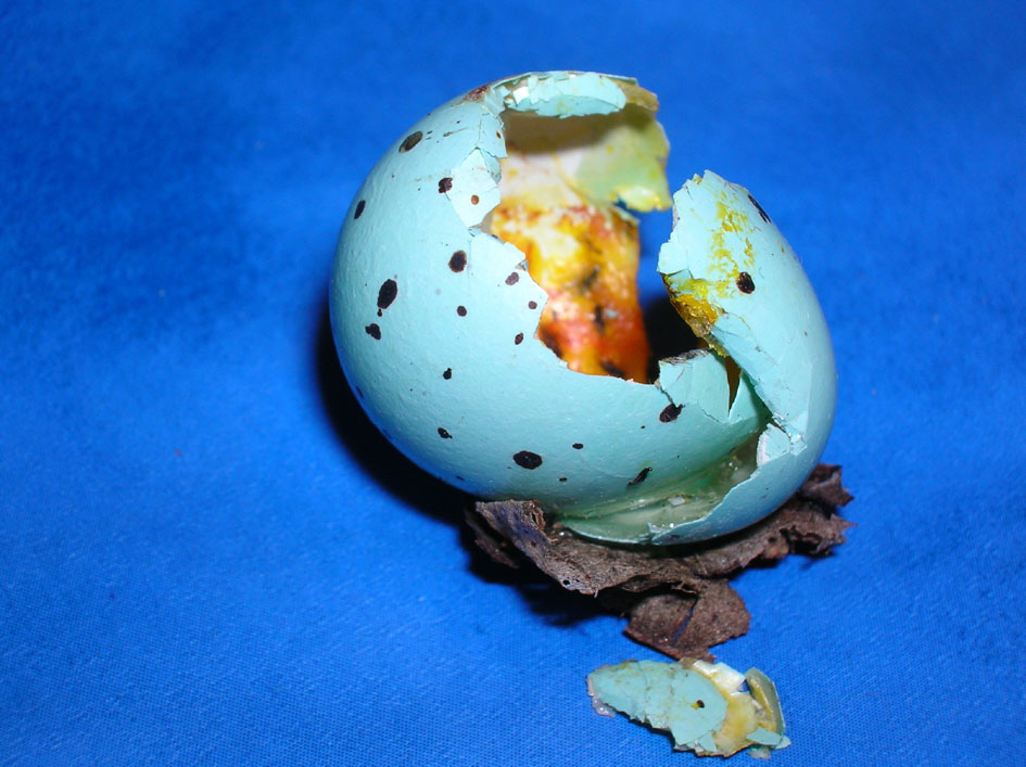Uovo di Tordo bottaccio - Turdus philomelos